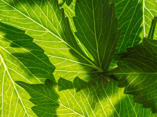 Canvas Print - green leaf texture close up