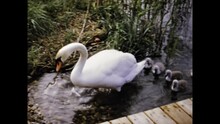 Austria 1971, Swans With Chicks