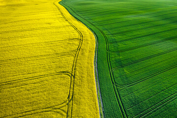 Canvas Print - Half yellow and green field in countryside at spring.