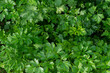 Parsley grows in the garden. Harvesting in the fall from your own garden. High quality photo