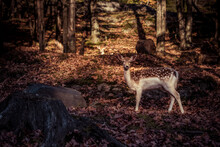 White Tailed Fawn Standing In The Forest In Fall. 
