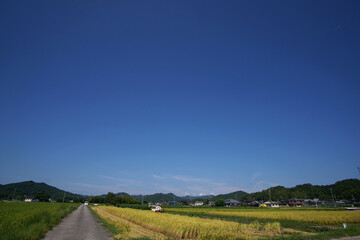 Poster - イネ刈り始まる　丹波篠山市　田園風景　8月下旬