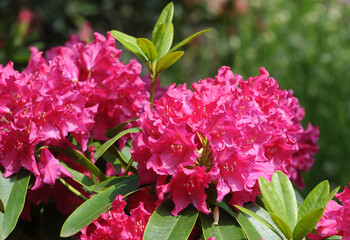 a rhodendron variety with pink flowers