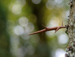 Amerikanische Gleditschie (Gleditsia triacanthos), Parkbaum sehr stachelig