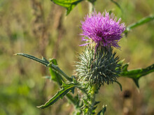 Close Up Blooming Welted Thistle, Carduus Crispus Flower On Blurry Background