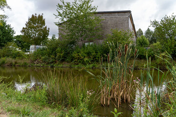 Wall Mural - A pond overgrown with grass and reeds. Nature of Normandy, France.