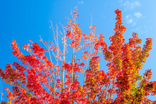 Autumn Red Leaves On Maple Tree Of Blue Sky Background.