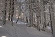 zimowy las