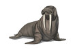 illustration of walrus