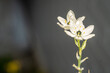 背の高いクロホシオオアマナの白い花、有利な位置で目立つ