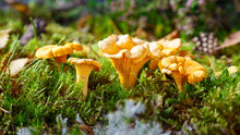 Edible Mushrooms. Chanterelle Mushrooms In The Forest On A Sunny Day. Close-up. Selective Focus.