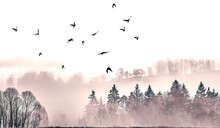 Autumnal Picture - Fogy Forest And Flying Birds