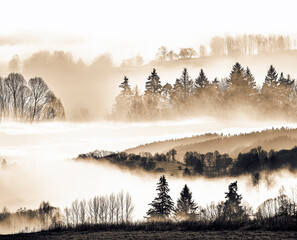 Wall Mural - morning fog and a forest