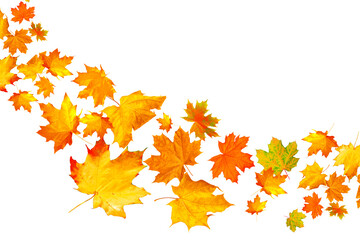 Wall Mural - Bright colorful autumn leaves. nature