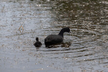 Adult And Chick Of Red-knobbed Coot, Fulica Cristata, In The Natural Park Of El Hondo, Municipality Of Crevillente, Province Of Alicante, Spain
