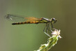 dragonfly backlight