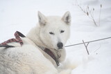 Fototapeta Psy - Sled dog in winter snow