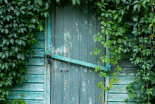 An Old Wooden Door In A Wall Covered With Green Ivy