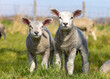 Two lambs standing next to each other in a green pasture,side by side, happy and cheerful