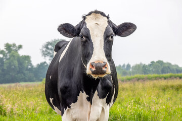 Wall Mural - black and white cow