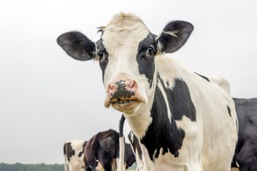 Poster - Cow, black and white, dripping slimy spit drooling, looking, black ears and pink nose