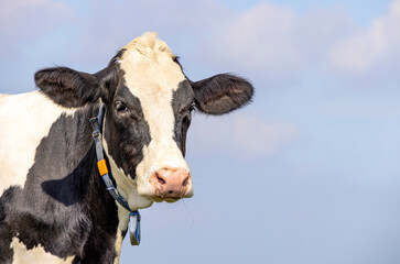 cow face black and white, portrait of a mature and calm one, pink nose, medium shot in front of a bl