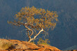 Leinwandbild Motiv Desert landscape with a tree on a rock, Brandberg mountain, Namibia.