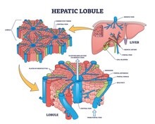 Hepatic Lobule Anatomy With Anatomic Liver Unit Structure Outline Diagram. Labeled Educational Scheme With Human Organ Hepatic Artery, Portal Vein And Gall Bladder Medical Parts Vector Illustration.