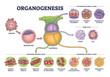 Organogenesis phase stages of embryonic development process outline diagram. Labeled educational anatomy scheme with ectoderm, germ, mesoderm and endoderm leyers for embryo cells vector illustration.