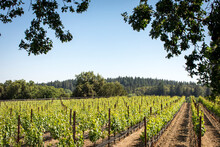 Vineyard View With Oak Trees