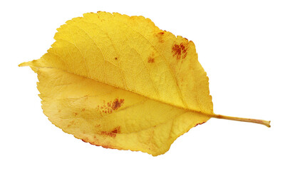 Wall Mural - yellow autumn leaf isolated on a white.