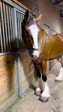 Pretty Girl Clydesdale Horse Looking Directly At The Camera, But Acting Shy. She Is Standing Next To Her Barn Stall And With Her Shiny Coat Looking Beautiful. Located Within An Open Air Barn
