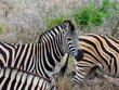Zebra herd in the savanna - close up. South Africa