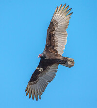 Turkey Vulture In Flight Closeup.   