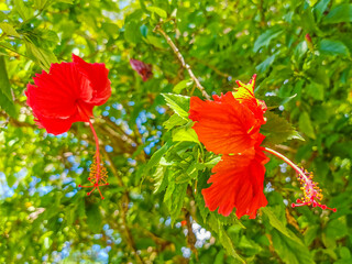 Red beautiful hibiscus flower shrub tree plant in Mexico.