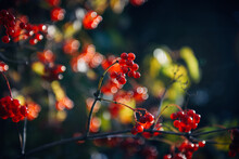 Sun's Rays Illuminate Red Berries On Autumn Day. Ripe Viburnum Fruits On Branches, Close-up, Soft Blurred Background. Bokeh. Copy Space.