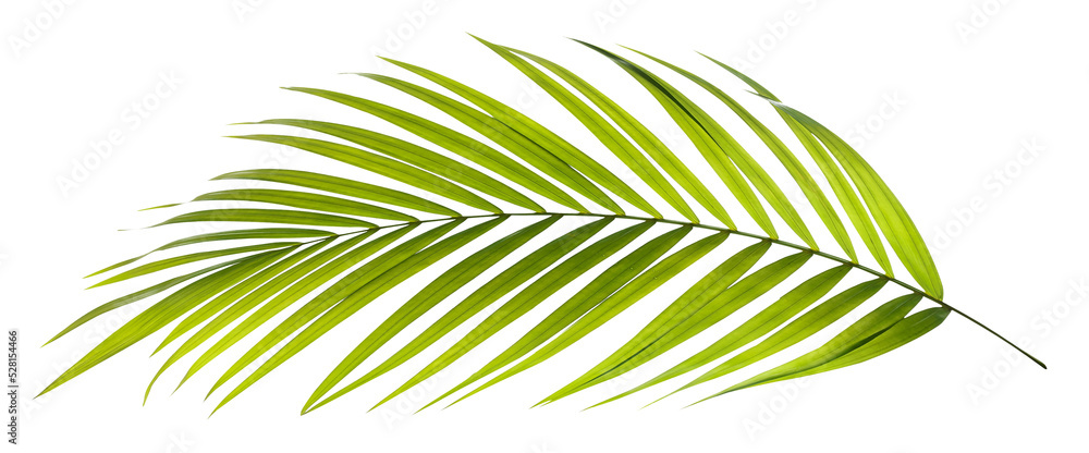 Green leaf of palm tree on transparent background png file Stock Photo ...