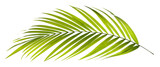 Fototapeta Dziecięca - Green leaf of palm tree on transparent background png file