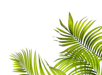 Poster - green leaf of palm tree on transparent background png file