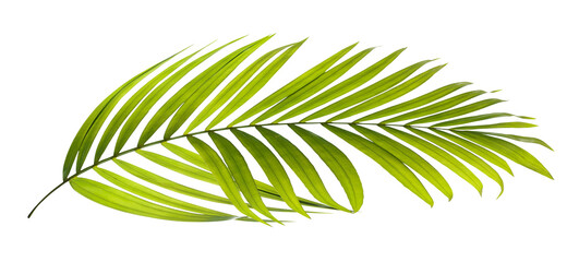 Canvas Print - Green leaves of palm tree on transparent background png file