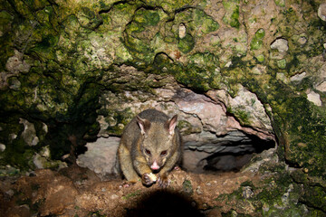 Wall Mural - Wild Possum on the Rocks