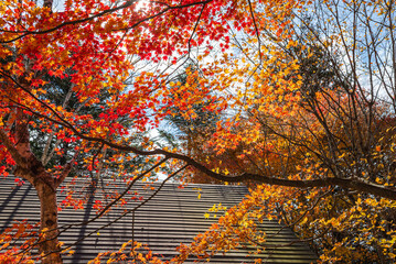 Wall Mural - Karuizawa autumn scenery view, one of best-known resort villages in Japan. colorful tree with red, orange, yellow, green, golden colors around the country house in sunny day, Nagano Prefecture, Japan