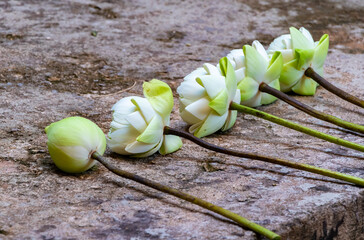 Wall Mural - Fresh white lotus flowers lined up on rough stone surface, symbolizing peace, purity, and spiritual offerings, ideal for meditation, temple rituals, and Buddhist cultural themes