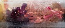 Abstract Close Up Of A Frozen Red And Pink Flowers In Ice