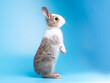 Side view of cute baby rabbit standing on blue background. Lovely action of young rabbit.