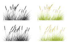 Prairie Grass. Short Grass