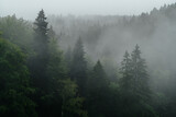 Fototapeta Las - Drzewa we mgle, góry 