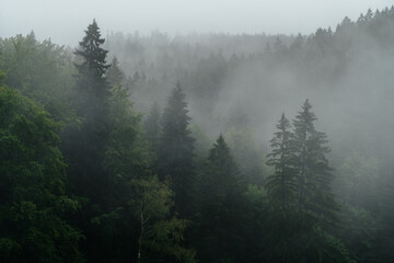 Fototapeta spokojny góra las