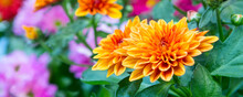 Various Colorful Chrysanthemum Flowers In The Garden Close Up
