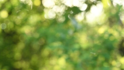 Wall Mural - green bokeh background